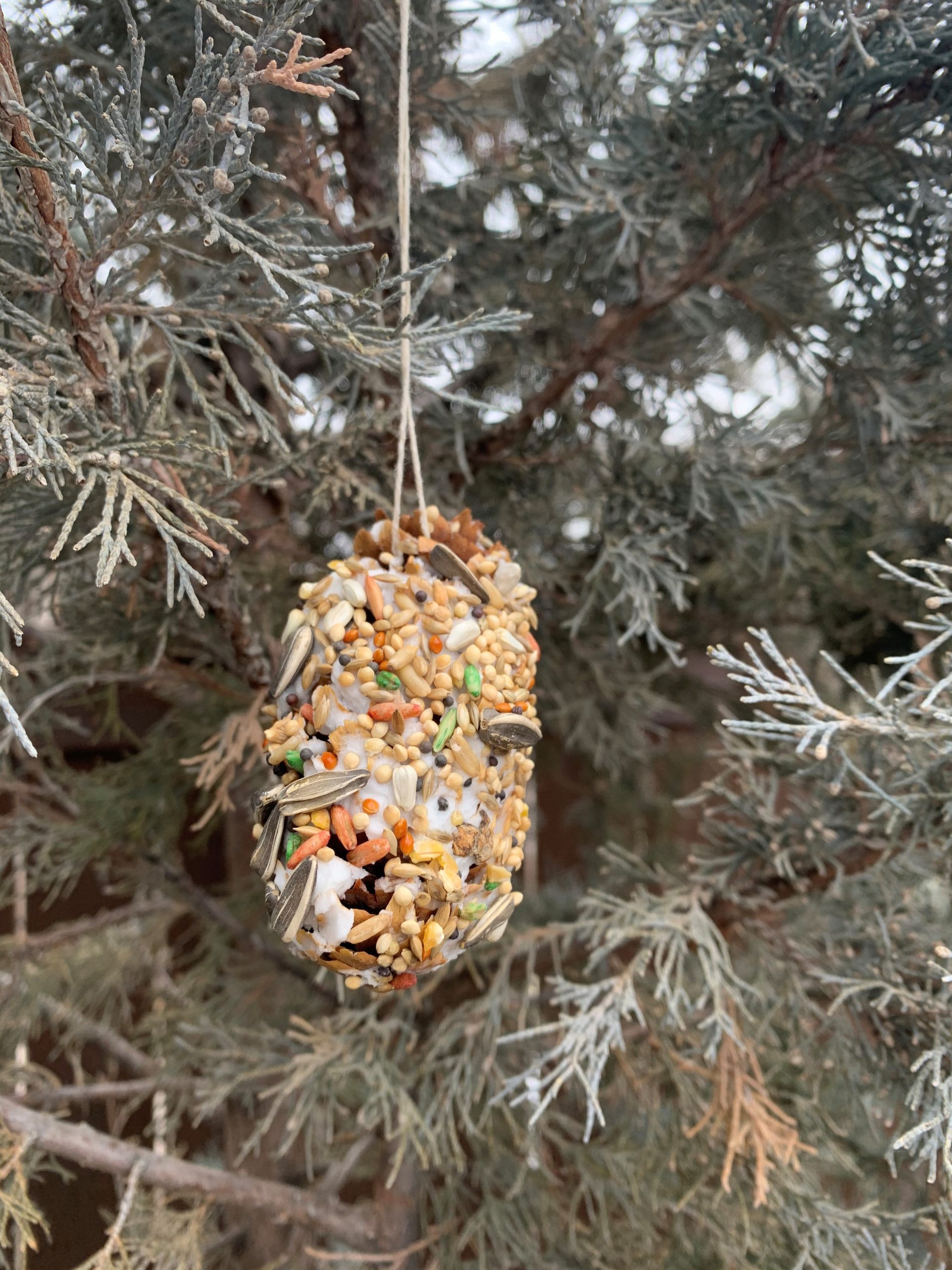 Cocotte De Pin Pour Les Oiseaux Résultat 1